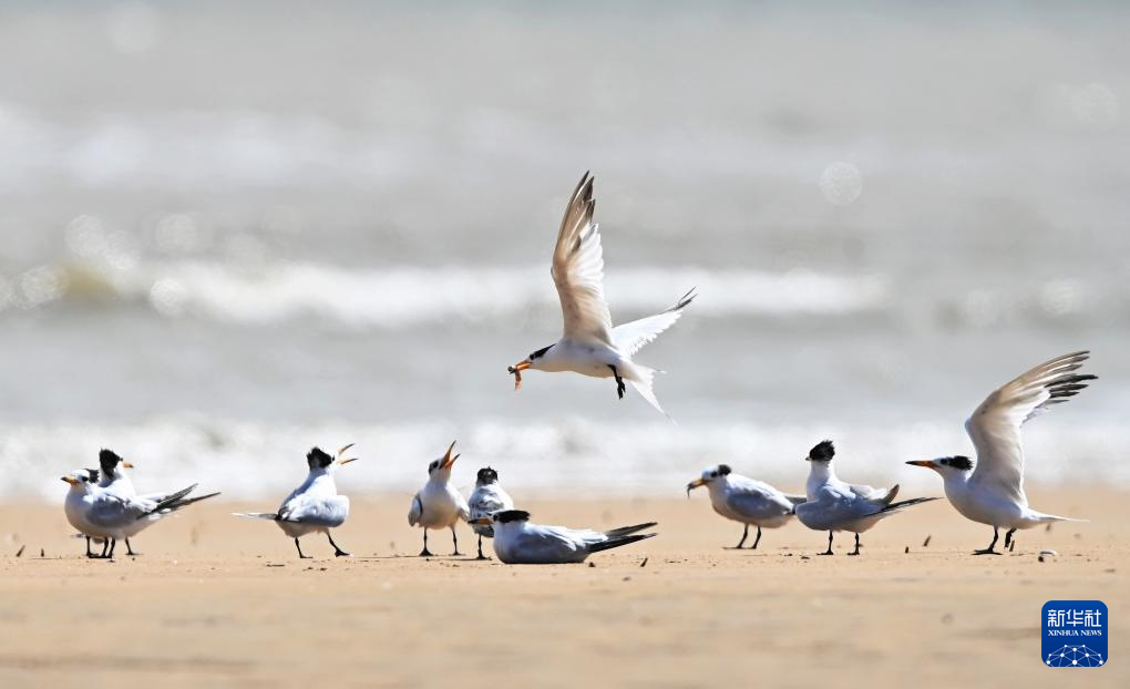 “神话之鸟”来栖