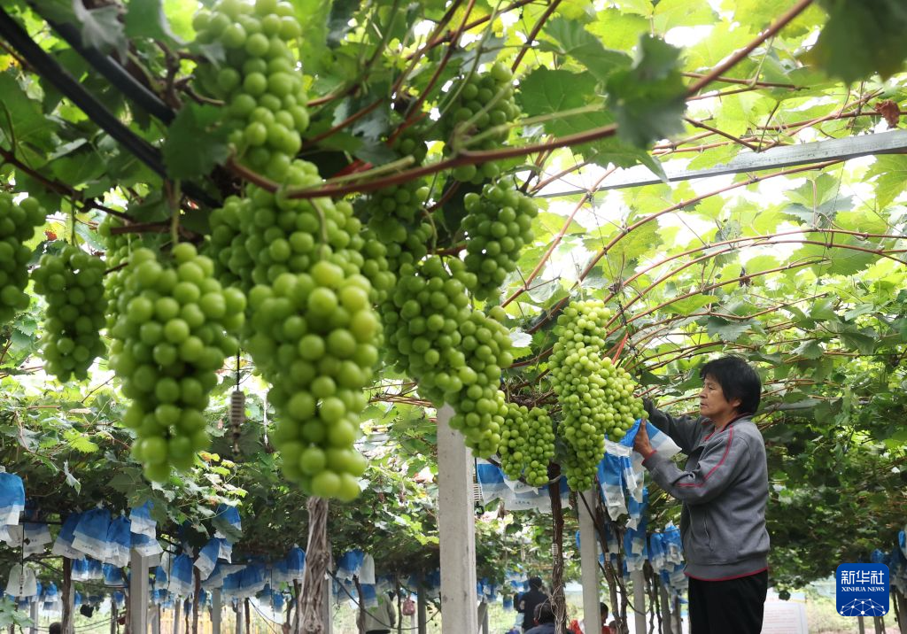 河北晋州：金秋葡萄熟 果农采收忙